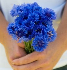 cornflower blue.jpg